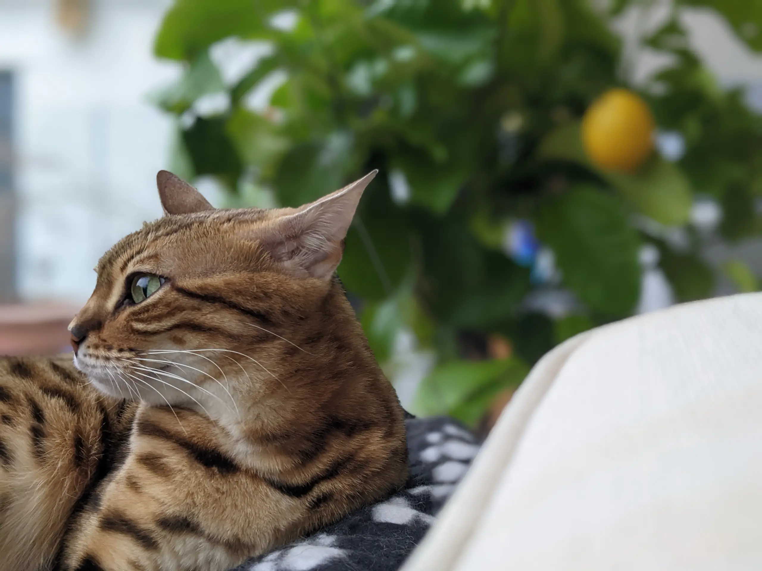 Our cats