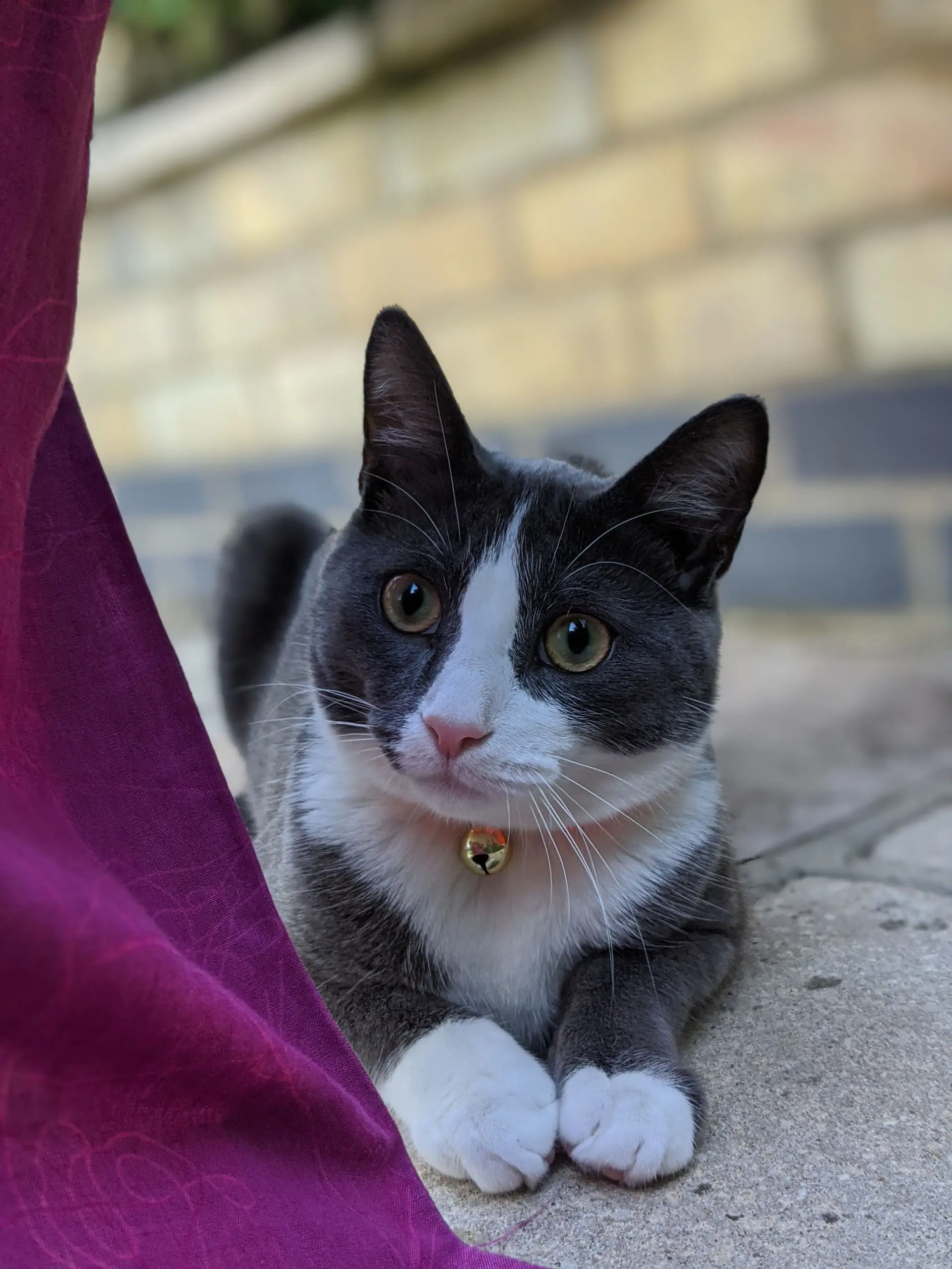 Heart disease and hyperthyroidism in cats