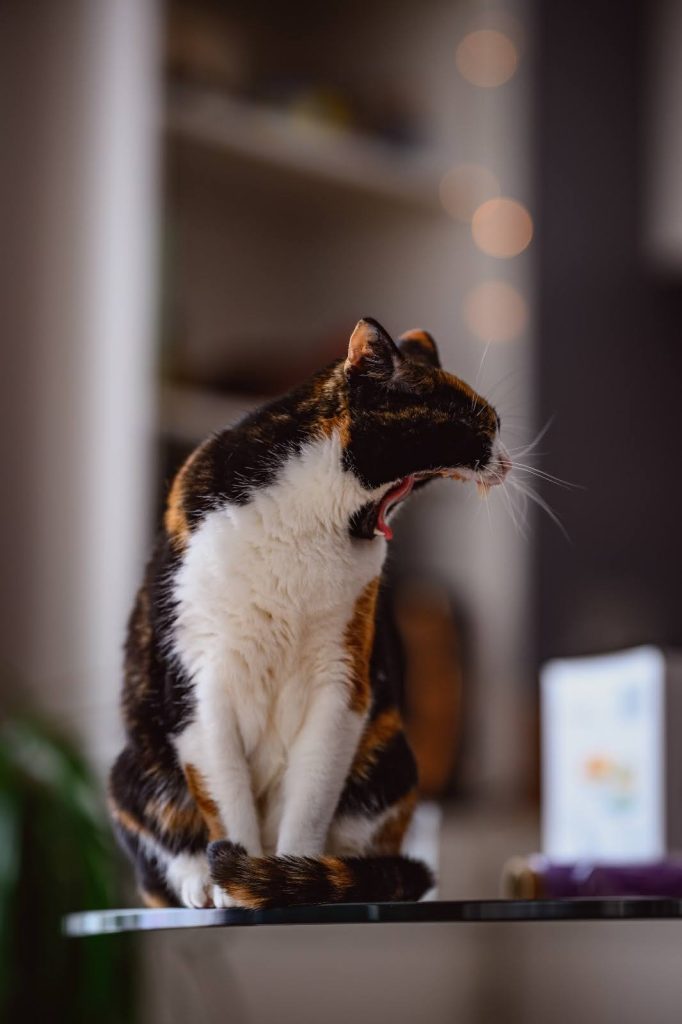 Yawning cat