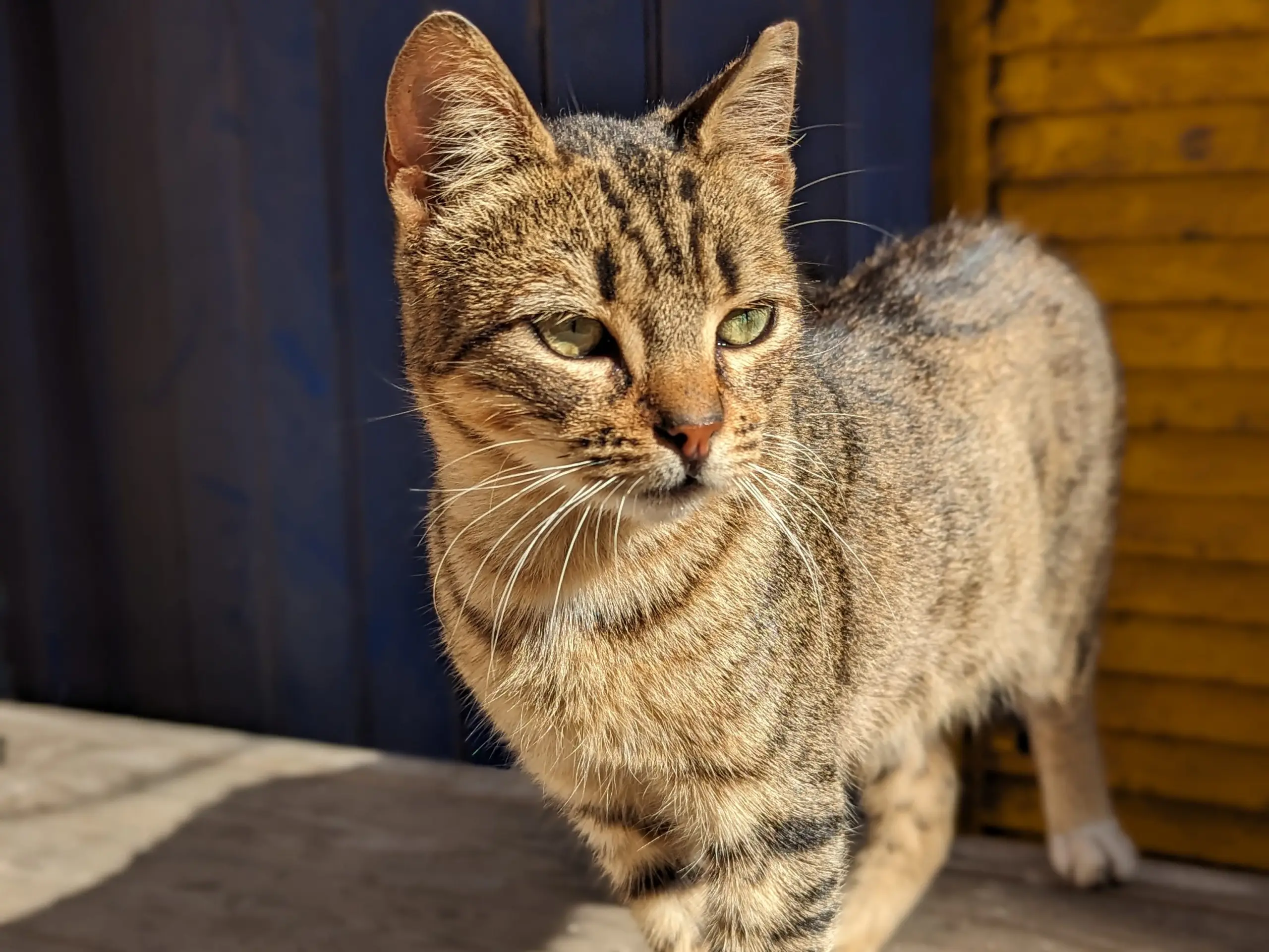Kidney disease in cats with hyperthyroidism – should we be treating it?