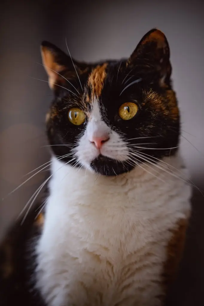 A tortoiseshell-and-white cat with bright yellow eyes