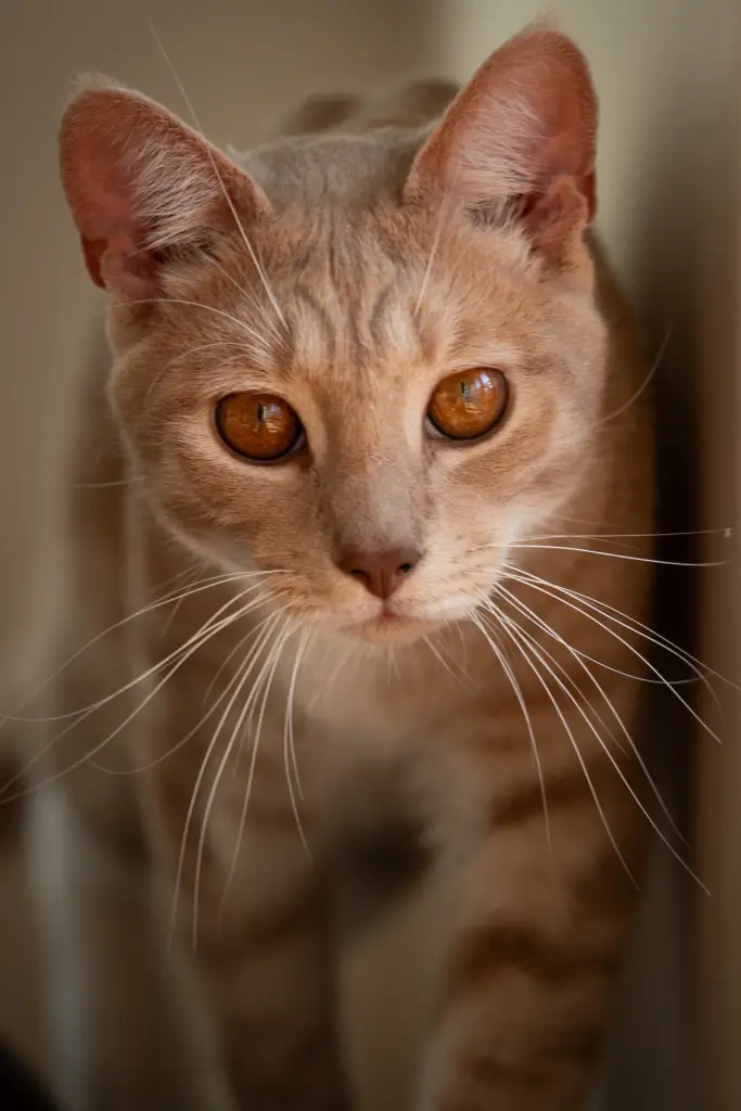 A ginger tabby cat with amber eyes, close up