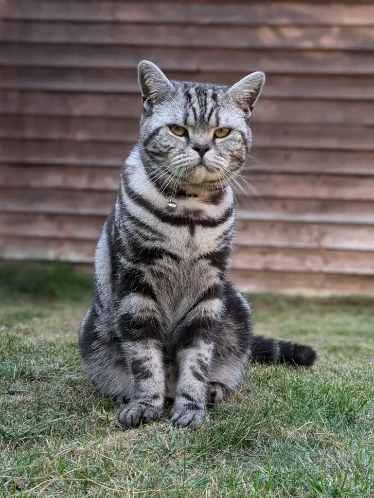A silver tabby cat sitting on grass